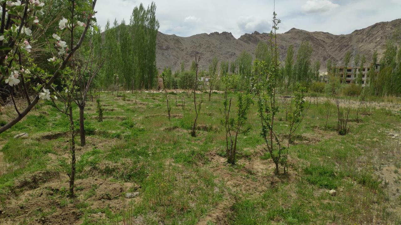 The Willow House Leh Luaran gambar